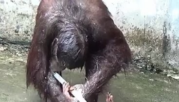 Орангутан принимает душ