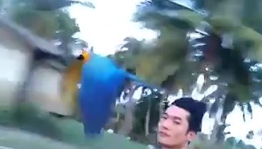 Быстрее ветра с попугаем