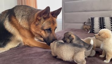 German Shepherd Meets Puppies for the First Time