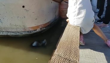 Морской лев утащил девушку в воду