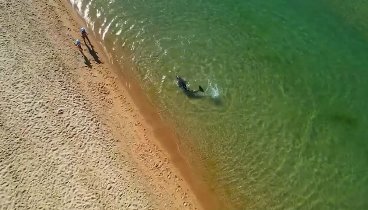 Дельфины устроили настоящее шоу для отдыхающих в Анапе 🐬
