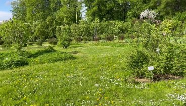 Вот так , ходить с мужем по Ботаническому саду  и экскурсовода не на ...