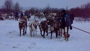 Забег оленьей упряжки