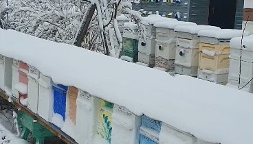 Пчёлы на Урале - UralbeesRu