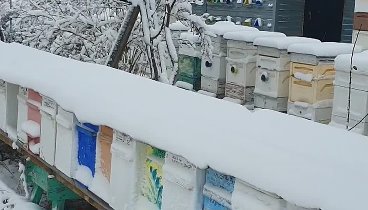 🌤 Пчеловодство на Урале зимовка пчел UralbeesRu.mp4