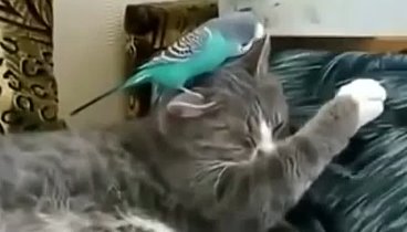 Попугай и кот-лентяй