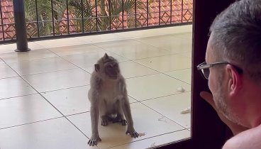 Наглый обезьян на Бали