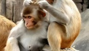 school monkey GIF - Find & Share on GIPHY
