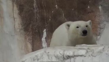 Медвежонок Шилка в Японии скучаю по маме и Новосибирску