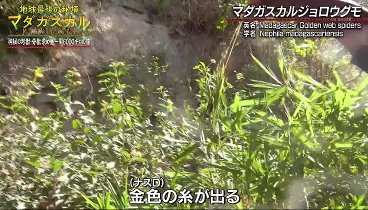 地球最後の秘境マダガスカル! 230409 動画 総移動距離6000キロ | 2023年4月9日