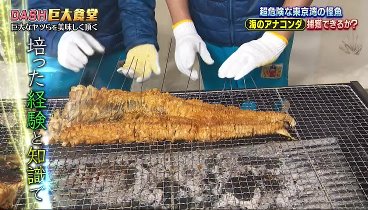 ザ！鉄腕！ＤＡＳＨ！！ 230423 動画 東京湾の巨大怪魚”海のアナコンダ”を捕獲せよ | 2023年4月23日