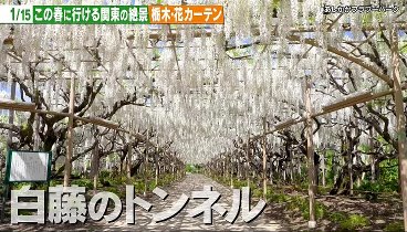 有吉の世界同時中 230413 動画 日本の花絶景＆昭和㊙衝撃映像 | 2023年4月13日