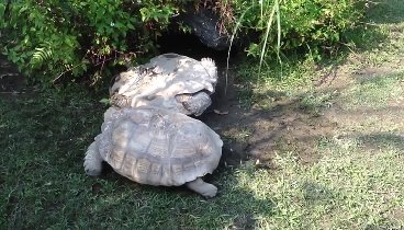 * Черепаха нашла своего товарища в беде. НО ТО, ЧТО ПРОИЗОШЛО ДАЛЬШЕ ...