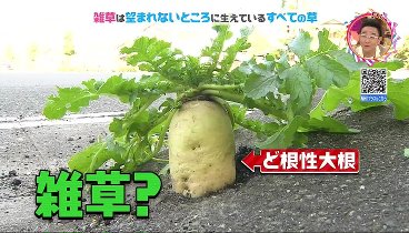 チコちゃんに叱られる！ 230519 動画 | 2023年5月19日