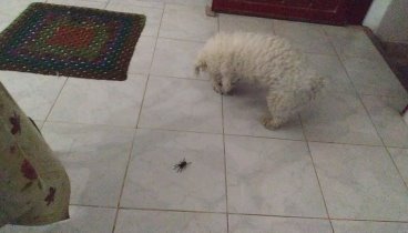 Puppy wants to play with the spider.