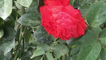 Питомник саженцев роз Розебук