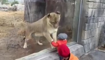Малыш и лев в зоопарке играют через стекло