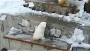 Белое ЧУДО в Новосибирском Зоопарке