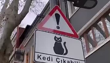 Стамбул - город котов. 