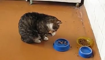 Кот ест лапой