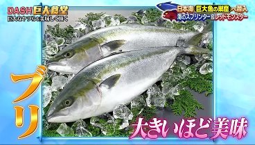 ザ!鉄腕!DASH!! 230730 動画 巨大魚の巣窟・玄達瀬で"海のスプリンター"を捕獲せよ | 2023年7月30日