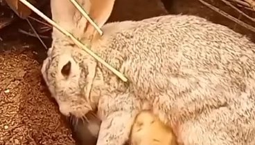 Крольчата надежно спрятаны в норке