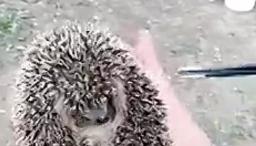 Забавный ёжик 🦔