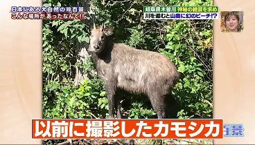 ナニコレ珍百景 230827 動画 山奥なのに⁉白いビーチ | 2023年8月27日