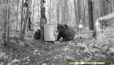 Видео о том, как медведь встретил зеркало в лесу