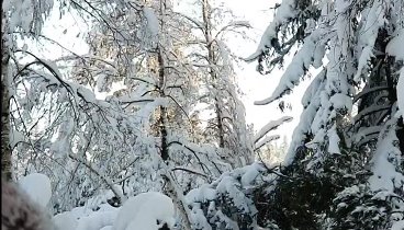 Зима. Шварцвальд. Германия.Золушка))