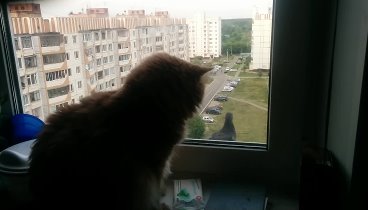 Домашний кот и голубь)))