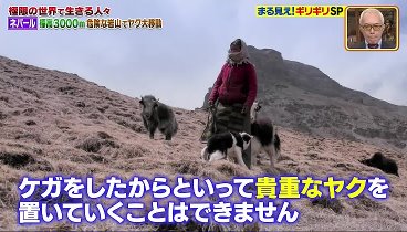 世界まる見え！ 230925 動画 動物型カメラで超間近映像＆カナダ空港税関 | 2023年9月25日