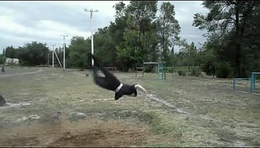 Боевая акробатика Паркур Фриран Трикинг Кара-Балта Combat Acrobatics ...