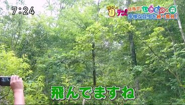 所さんの目がテン！231001 動画 新企画始動！嬬恋の森を自然観察フィールドに | 2023年10月1日