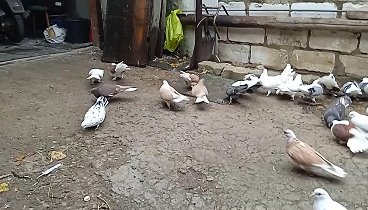 Мои остальные голуби.