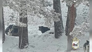 Медвежонок в посёлке Невон (Усть-Илимский район)