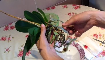 Реанимация перезалитой орхидеи фаленопсис