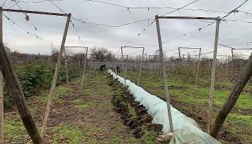 Простой и надежный способ укрытия винограда