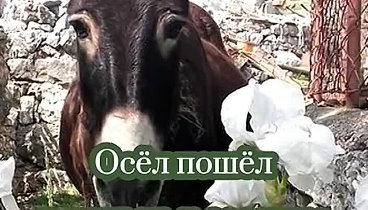 Осел всего лишь приложение  к двуногим ослам.