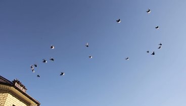 Полет голубей.mp4