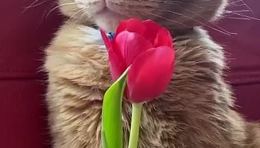 Котик тоже поздравляет прекрасных дам!!! 🌷❤️