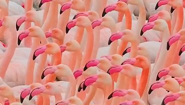 Большие розовые Фламинго 😍
