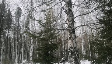 "Бери и беги" 😋🌲❄️
Волшебный лес, невероятное приключени ...