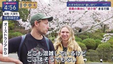 スーパーJチャンネル 240408 動画 床に映り込む満開の桜 | 2024年4月8日