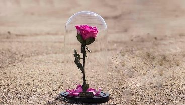 Долговечная роза в стеклянной колбе из сказки Красавица и Чудовище (1)