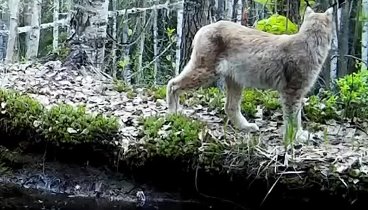 Видео от Тимофея Баженова