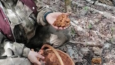 В выходные за сморчками😉