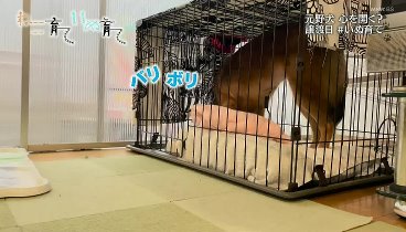 ねこ育て いぬ育て 240511 動画 茨城県で野犬の子犬が保護された | 2024年5月11日