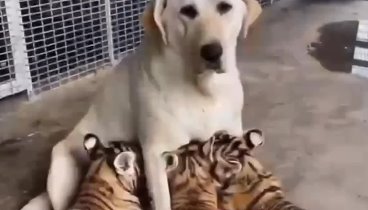 😼 В иркутском зоопарке собака выкормила львёнка и тигрят
