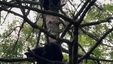 Медведи на дереве